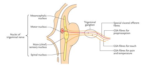 Trigeminal Nerve Anatomy