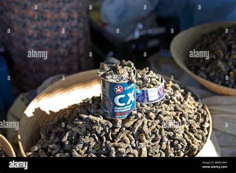 Mopani worm hi-res stock photography and images - Alamy