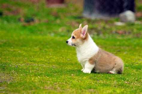 Corgi Puppies 83 | Daniel Stockman | Flickr