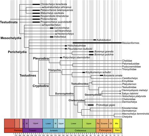 The external anatomy of the bony carapace of testudinatans. Pholidosis... | Download Scientific ...