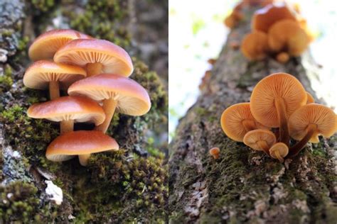 Foraging Wild Enoki Mushrooms (Flammulina velutipes)