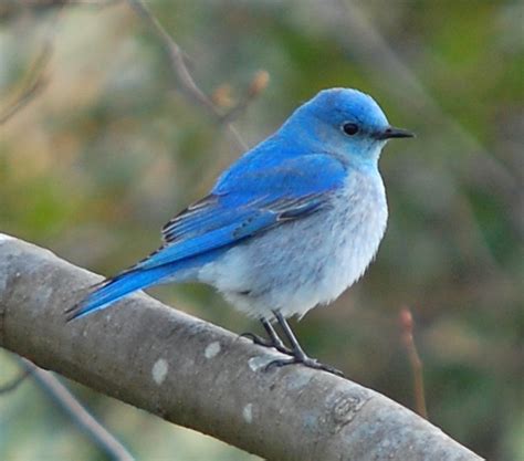 Nevada State Bird | Mountain Bluebird