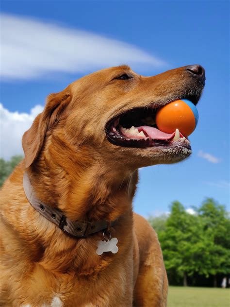 Red Dog Breeds | The Smart Dog Guide