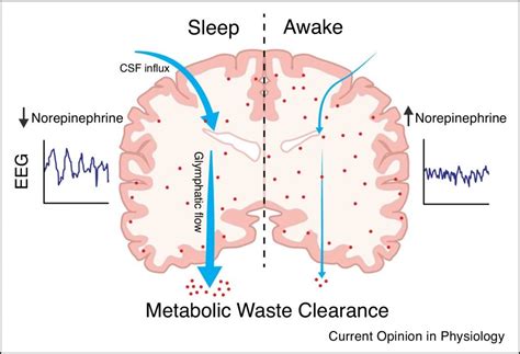 The Glymphatic System: Keeping the Brain Waste-Free — SamataSoul