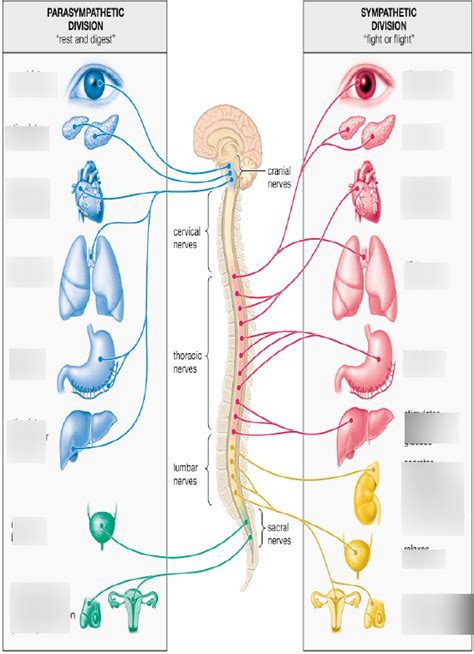 Parasympathetic Nervous System Diagram