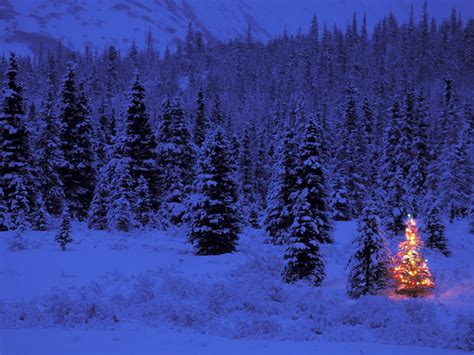 Snow covered pine trees beside pre-lit ... | Christmas tree images ...