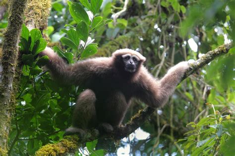 Five Fun Facts About Gibbons – The Leakey Foundation