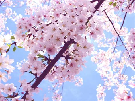 Enjoy a Cherry Blossom Getaway at Mandarin Oriental Washington