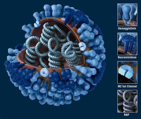 Flu Virus Structure