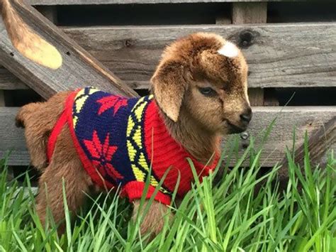 Esses animais usando suéteres são a fofura que você precisava para começar bem o dia | Virgula ...