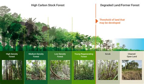 What is the High Carbon Stock Approach? | HCSA