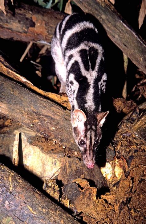 OWSTON'S CIVET CONSERVATION STRATEGY FOR 2019 - 2029 - Conservation ...