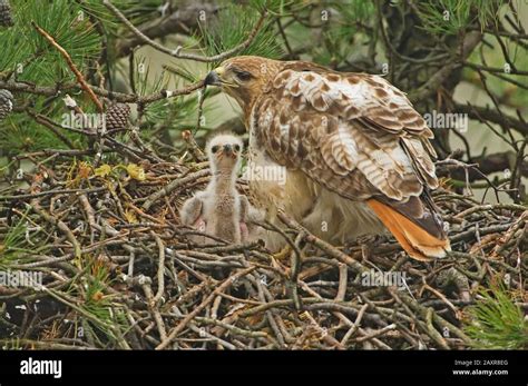 Red tailed hawk nest hi-res stock photography and images - Alamy