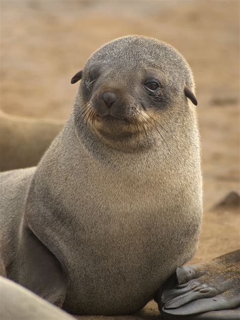 Tense of Thousands: Animal of the Day - Cape Fur Seal