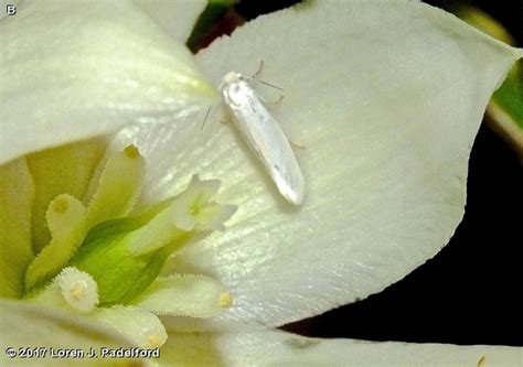 Yucca Moth - Fontenelle Forest Nature Search : Fontenelle Forest Nature Search