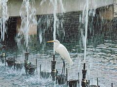 Category:Lake Eola Park - Wikimedia Commons