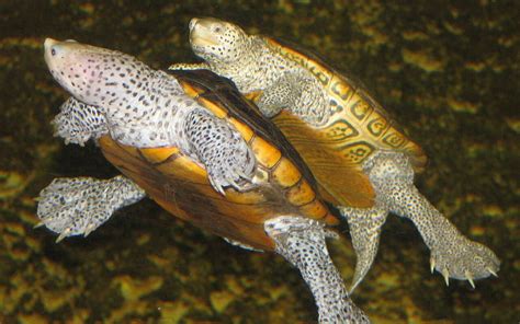 Diamondback Terrapin Turtle Populations Are Declining - North Carolina ...