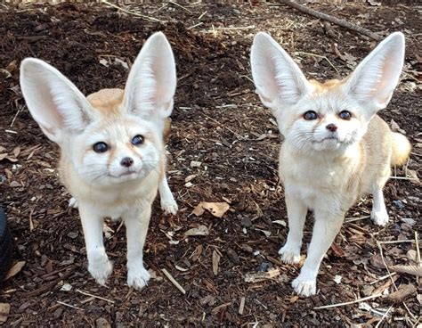 Fennec Foxes: Facts from Tulsa Zoo - TulsaKids Magazine