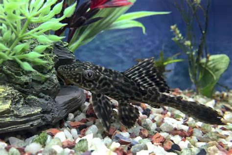 Pleco Fish (Plecostomus) - Lifespan, Care Guides, And More!