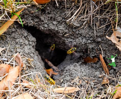 Poison-free Ground Bees Nest Removal - Karinokada