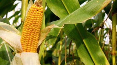 Potential Value-Added Products of Maize and Production Methods