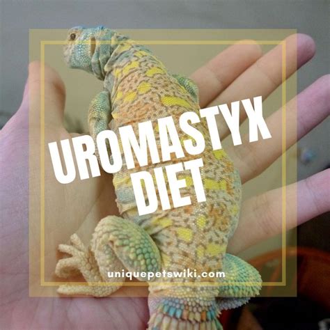 Uromastyx Diet: A-Z Food List (Vegetables, Fruits, And Insects)