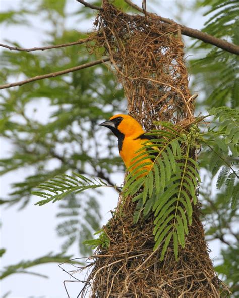 Discover How Orioles Weave Elaborate Nests - Birds and Blooms