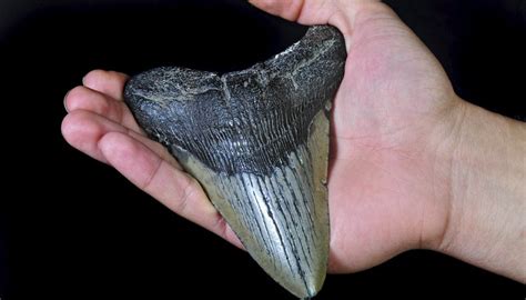 Megalodon Facts for Kids | Sciencing