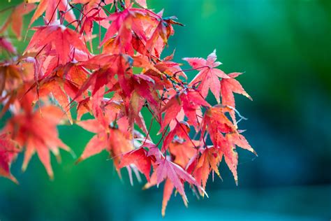 Free Picture : Red Leaves of a Maple Leaf Tree in Autumn
