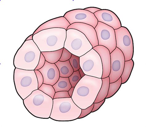 Animal Tissues: Types, Epithelial, Connective, Muscle and Nervous Tissues