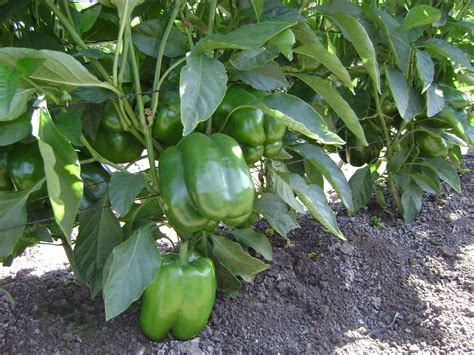 Free photo: Green Pepper Plant - Good, Mild, Pepper - Free Download ...