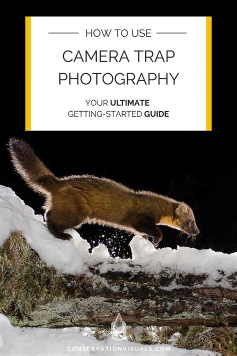 Camera Trap Photography: Your Ultimate Getting-Started Guide