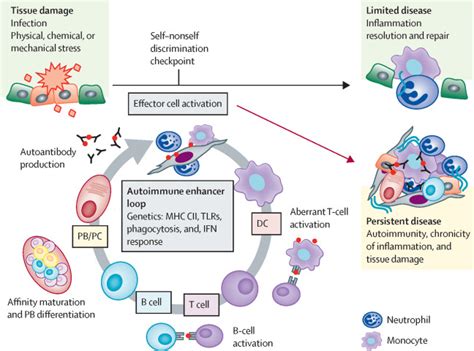 CAR T-cell therapy in autoimmune diseases - The Lancet