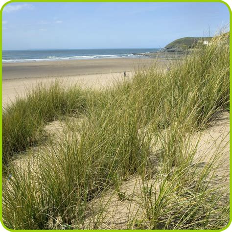 Beaches And Sand Dunes | Beach Formation Facts | DK Find Out