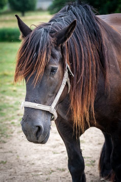 Brown Horse, Mount Free Stock Photo - Public Domain Pictures