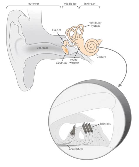 Get Ear Anatomy Diagram Gif - vrogue.co