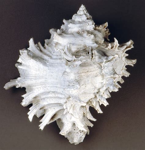 Hexaplex hertweckorum fossil murex snail shell (Pinecrest … | Flickr