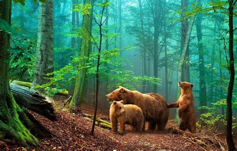 Wallpaper forest, bears, bears in the woods images for desktop, section животные - download