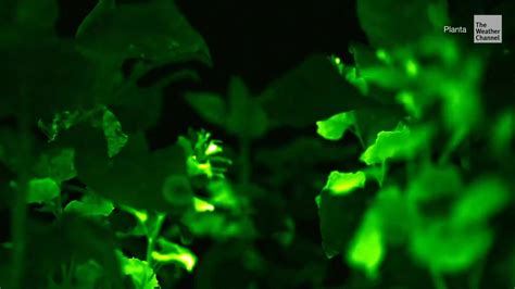 Scientists Create Brightest Glow-in-the-Dark Plants Ever Seen - Videos from The Weather Channel