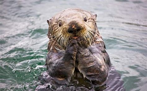 A sea otter in Alaska's Kenai Fjords National Park. Photo by Ron Niebrugge. | Sea otter, Otters ...