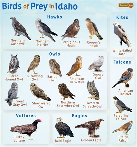 Birds of Prey in Idaho – Facts, List, Pictures