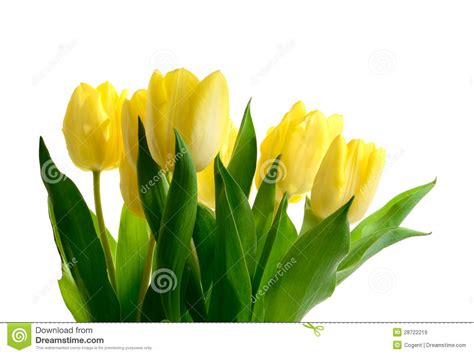 Easter Tulips II stock image. Image of shot, color, leaves - 28722219