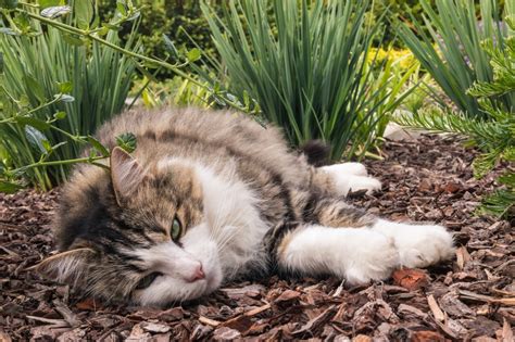 Ragdoll Tabby Mix: Soft Coats And Striking Patterns