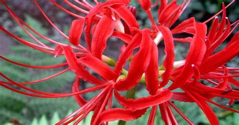 Red Spider Lily (Lycoris radiata) care and propagation information. Join The Garden Geeks on ...