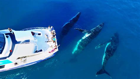 Experience Australia’s Best Whale Watching Tours from Hervey Bay