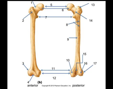 Bone Markings Femur Diagram | Quizlet