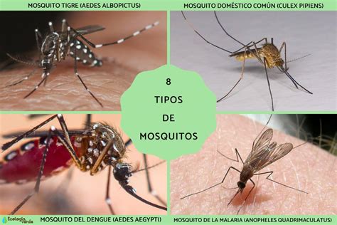 Tipos de mosquitos - Nombres y fotos