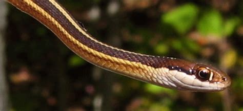 Eastern Ribbonsnake | Vermont Fish & Wildlife Department