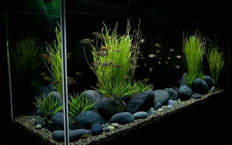 black pebble aquarium - Google Search | Aquarium, Betta aquarium ...