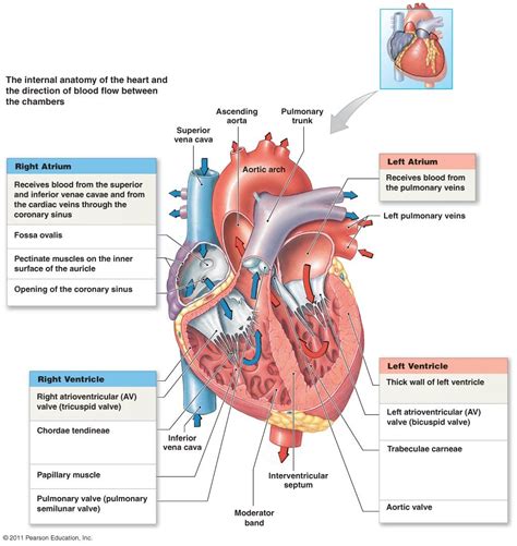 Coronary Circulation Diagram | Coronary Artery Circulation Diagram ...